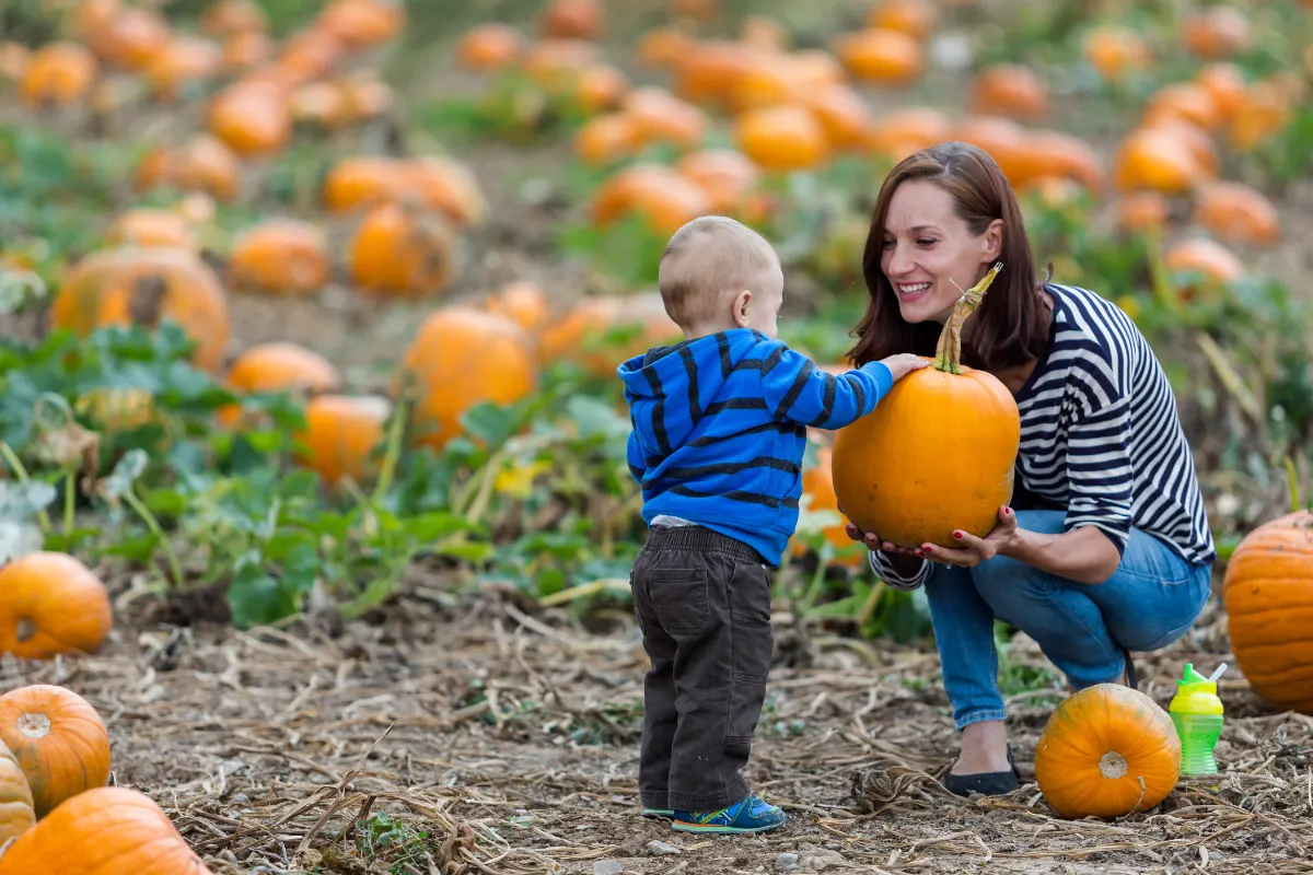 Pumpkin Patches